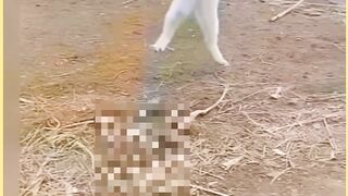 Cats and fight