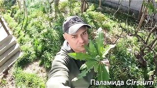 КОИ ТРЕВИ СА ЯДЛИВИ ?
