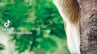 Wild animals