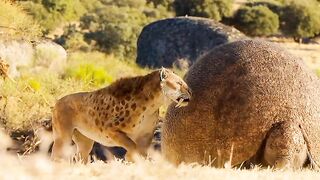 World wild life