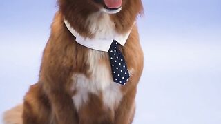 DOG CUTE 7