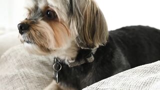DOG CUTE 6