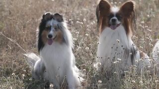 DOG CUTE 8