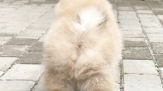 DOG CUTE 9