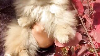 DOG CUTE 10