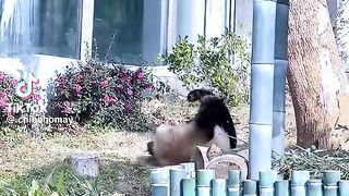 Poor panda