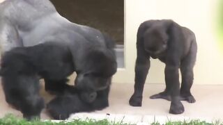 Silverback and his son, calmly observe a caterpillar.