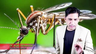 Why did Allah create the mosquito By
