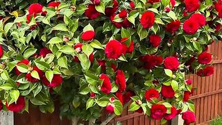 The trees are ful fill in flower