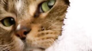 Cat named 'Fuzzy Bear Buckets' and three kittens rescued from flash flooding in Texas