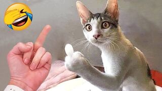 The funniest animals ???? Jokes with cats and dogs