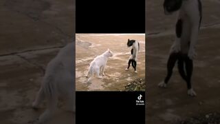Funny cats. Funny moments with cats.