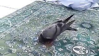Even The Bird Pray