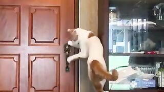 smart cat ????????