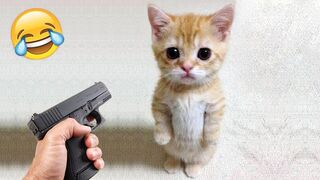 The funniest animals ???? Jokes with cats and dogs 2