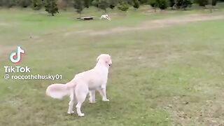 You can see it change gears  Watching dogs run is just so much fun ????
