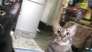 Cute cats playing