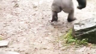 gorilla