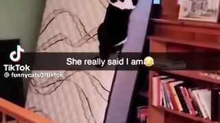 from very special cats
