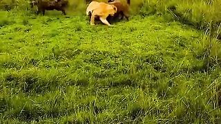 Lions VS Hyenas Very Amazing Fight. #lion #hyena #fight #wildking #wildanimals #tiktok #vir