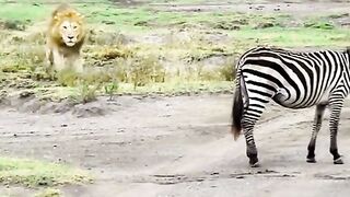 Lion Attack on Zebra #animalPlanet #LionAttackonZebra #Wildlife #fypシ゚viral #fypedit #trending #amaz