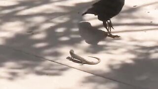 #crow #attack #lizard #hunting #wild #wildlife #fypシ #foryoupage❤️❤️ #grow #foryoupage #viralvideo @
