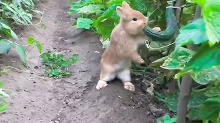 rabbit eating cucumber