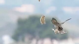 Birds Attack#birds #attack #animals #fypanimals #viralmyaccount???????????????? #fypviral #viralvideo #fyp #vira