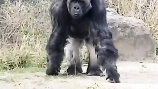 Funny animal clips