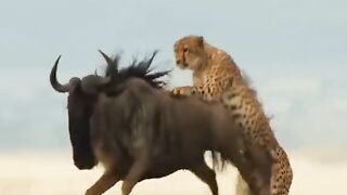 Cheetahs Takedown a Wildebeest #cheetah #wildebeest #tigeelose #fyp #viral