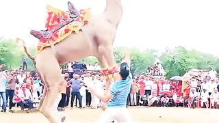 camel is very happy#foryoupage #foryou #amazing #viralvideo #viral #trending # camel