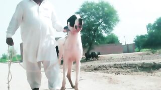 Dog chandi full fighter dog