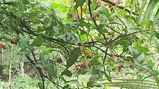 Wax apples