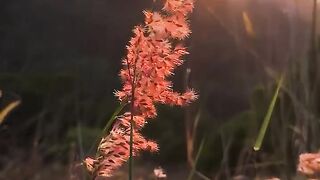 Jolie nature