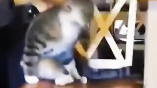Funny animals