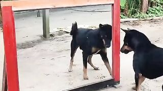 Best funny video mirror vs dog prank video ???????? #prank #funny #funnydogvideo #funnyprank #funnyvideos  Without