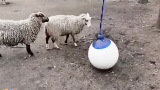#like & #share #???? #???????????? #funnypakistan #sheep #goats #farm #barieid #bakraeid #eiduladha #entertai