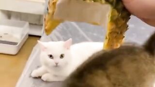 So cute cats funny shots video from United States????????????????????so cute cats funny #viralfunny #forvourpage #c