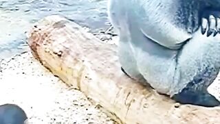 Funny animals
