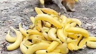 ANIMAL HUB YOUTUBE CHANNEL #monkey #wildlife