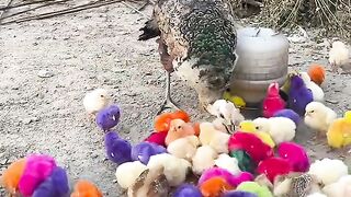 Hens Color Full Chicks #unfrezzmyaccountgro #viralvideo #unfrezzmyaccount