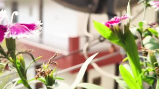 Flower ???? beautiful