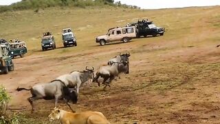The lion Attacks #growaccount #amazonmusicjinglebelltok #foryou #viralvideo #foryourpage #insidethew