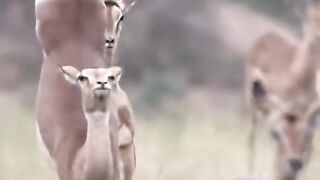 enjoy deer jumping#viral #4u #foryou #wildlife #viraltiktok #wildanimals