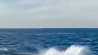 crazy ???? dolphin fish amazing video #fyp #fypシ゚viral #wildlife #plzviralvideo #animal #intresting #fy