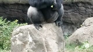 Funny animals
