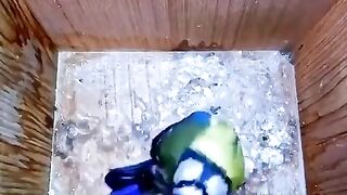 Bird nest timelapse