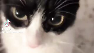 I'm convinced that tuxedo cats are just as chaotic as orange cat are.