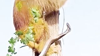 WOW Amazing