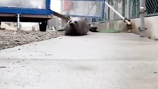 Funny Animals